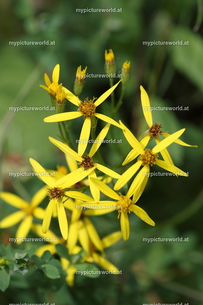 Fuchs-Greiskraut-001 | Das Bilderarchiv über Tiere, Planzen und Landschaften. In der Bilddatenbank finden Sie ein große Auswahl an hochwertigen Bilder für Ihre Werbung - Realized with Pictrs.com