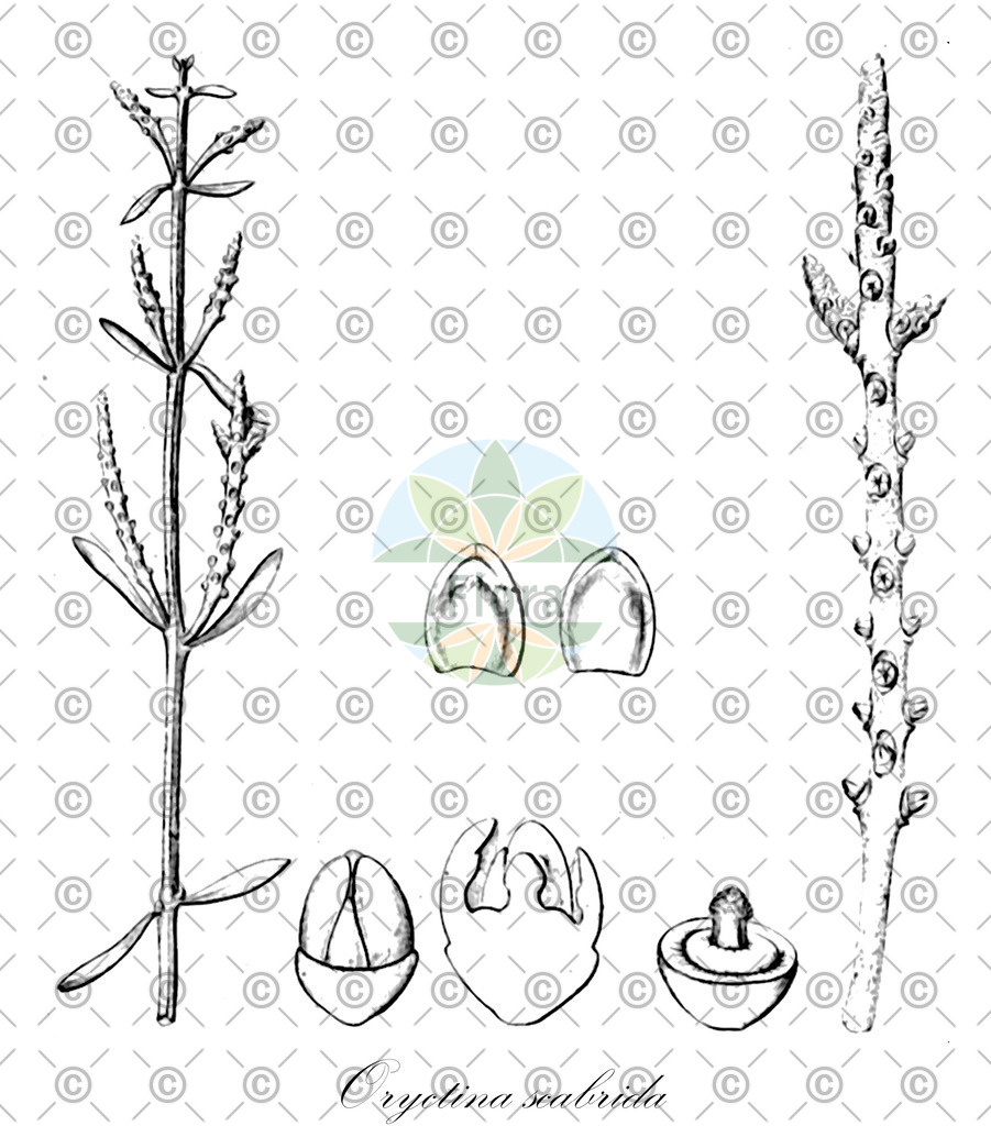 HistAbb_wfo-0001082656_1_ENZY_Simple | Historische Abbildung von Oryctina scabrida - Loranthaceae | Historical Illustration of Oryctina scabrida - Loranthaceae