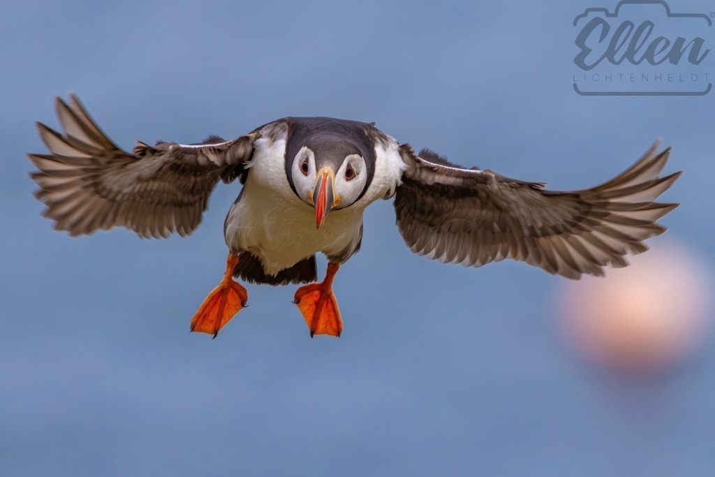 Wings of the Sea | A puffin glides gracefully through the air, wings spread wide against the ocean backdrop. - Realisiert mit Pictrs.com