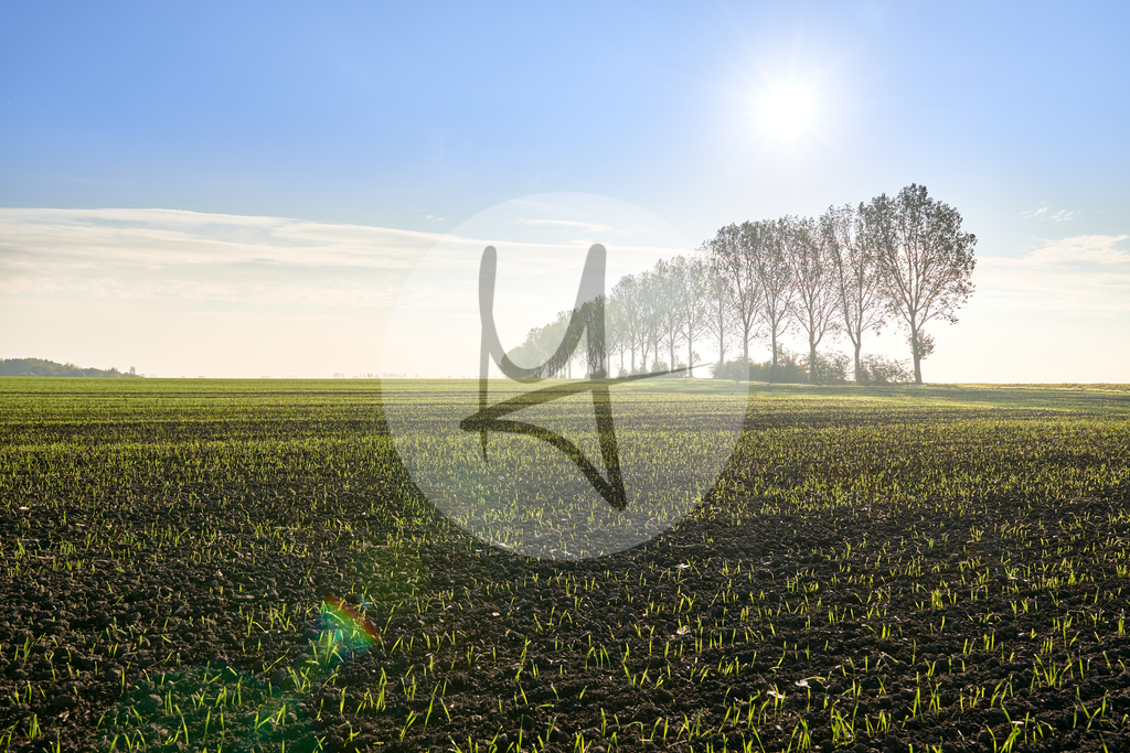 Landschaft im Morgennebel - Nördliches Harzvorland - #nHavo | Meurer Shop - Realisiert mit Pictrs.com