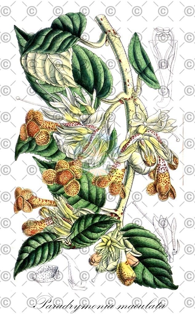 HistAbb_wfo-0000264402_1_ENZY_Simple | Historische Abbildung von Paradrymonia maculata - Gesneriaceae | Historical Illustration of Paradrymonia maculata - Gesneriaceae