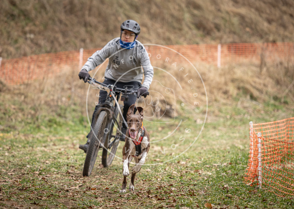 Pfotenfotografie_DV3A6893 | Hundefotografie, Tierfotograf, Pfotenfotografie, Fotoshooting Hund, Hunde Portrait, Hundesport, Hundeportraits, Heideshooting, Hunde, Sportfotograf, Hundefotograf, Turnierhundsport, THS,  - Realisiert mit Pictrs.com