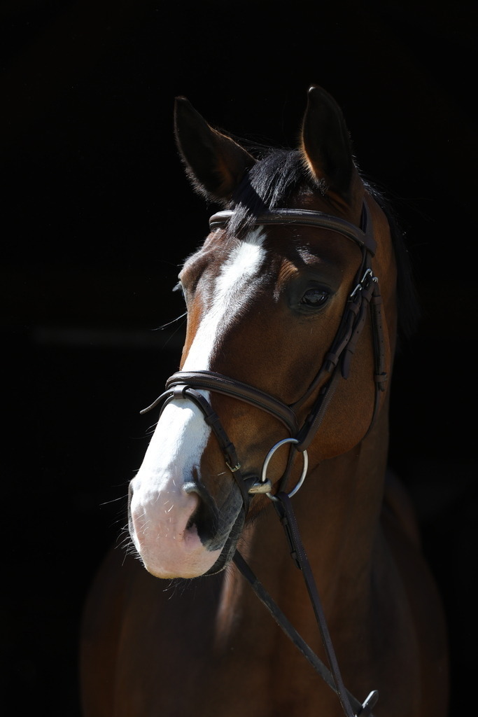 0P6A8700 | Willkommen bei Brunnmayr - Design & Fotografie – Ihrem Spezialisten für Reitturniere und Pferdeveranstaltungen in Oberösterreich, Salzburg und Bayern! Seit über 17 Jahren sind wir leidenschaftlich dabei.