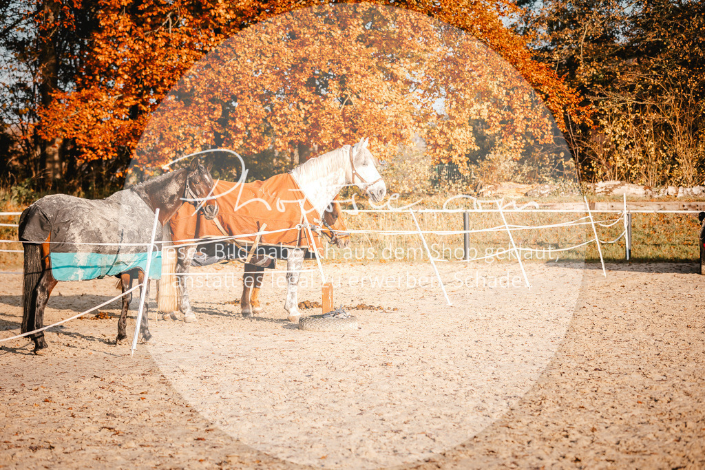 3I6A1575 | Stimmungsvolle Portraits und Reitsportfotografie im Ruhrgebiet und im Münsterland.

Pferdefotografie, Hundefotografie, Tierfotografie, Reportagen, Portraits von Tier und Mensch, Turnierfotografie in Bochum, Recklinghausen, Marl, Haltern am See, Dülmen.. - Realisiert mit Pictrs.com