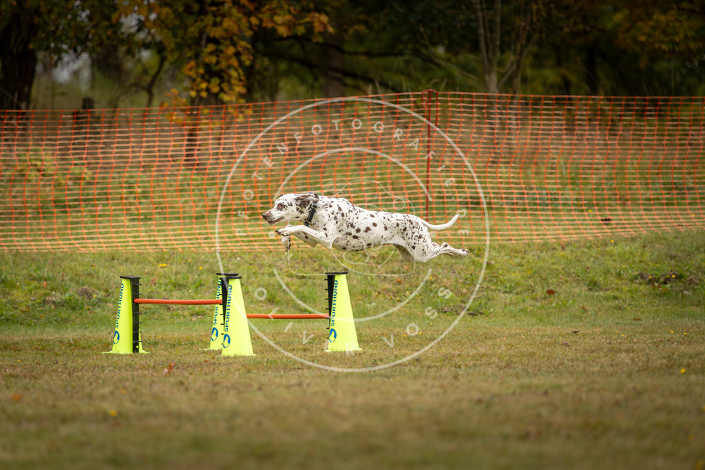 Pfotenfotografie_DV3A2704 | Hundefotografie, Tierfotograf, Pfotenfotografie, Fotoshooting Hund, Hunde Portrait, Hundesport, Hundeportraits, Heideshooting, Hunde, Sportfotograf, Hundefotograf, Turnierhundsport, THS,  - Realisiert mit Pictrs.com
