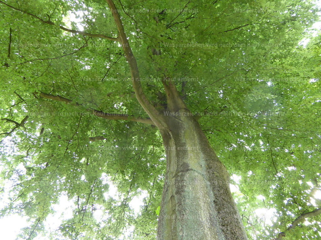 Baum | Gesunder Baum - Realisiert mit Pictrs.com