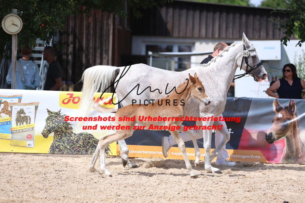 Fohlenschau_Schwäbisch_Hall_Ponys_KN 43_9 | lmwpictures - Realisiert mit Pictrs.com