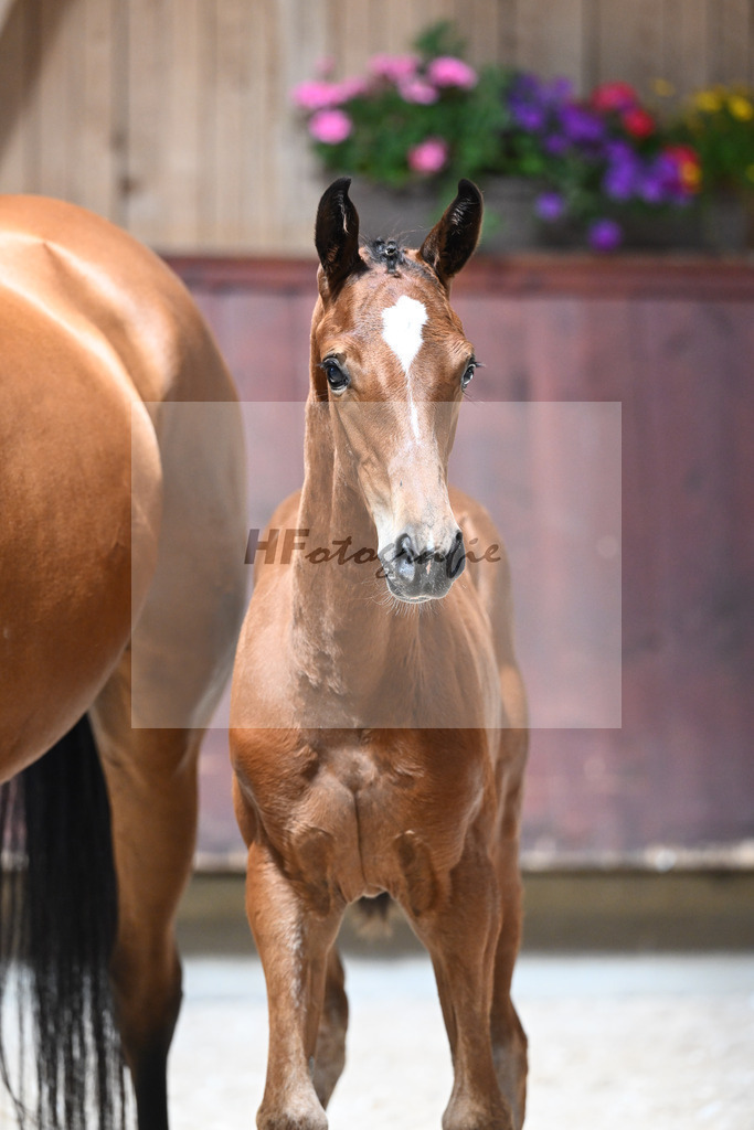 Kat-Nr. 23 SF Va Bene x Imperio_Schindele_32240276 | hf-fotografie - Realisiert mit Pictrs.com