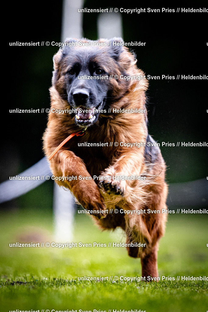 Sven Pries | 2025-10-03 - Hunderennen Obergrombach - Realisiert mit Pictrs.com