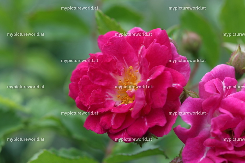 Essig-Rose-007 | Das Bilderarchiv über Tiere, Planzen und Landschaften. In der Bilddatenbank finden Sie ein große Auswahl an hochwertigen Bilder für Ihre Werbung - Realisiert mit Pictrs.com