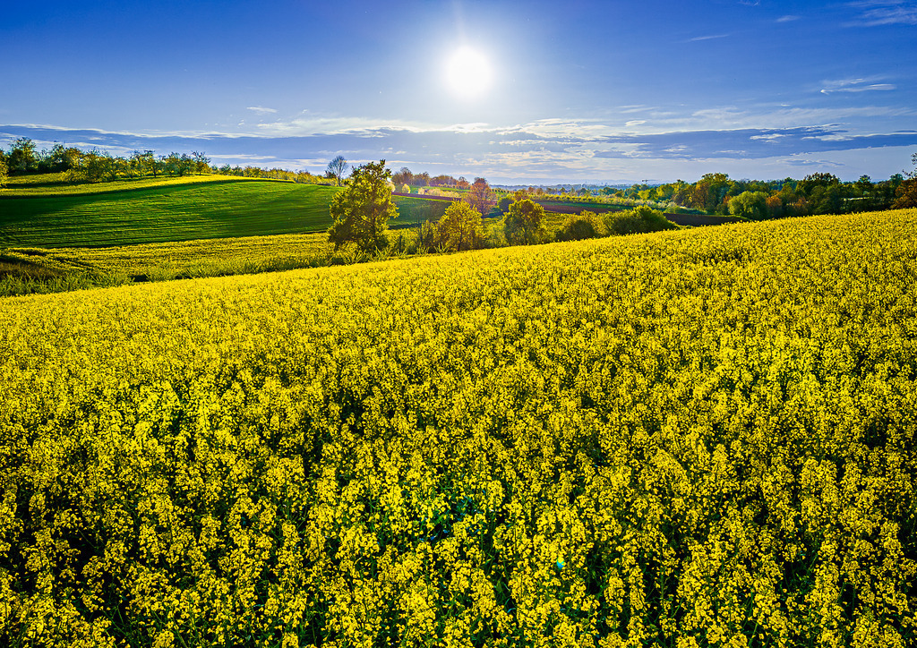MPI_Blüten_0005 | Blühendes Rapsfeld bei Nussbach - Realisiert mit Pictrs.com