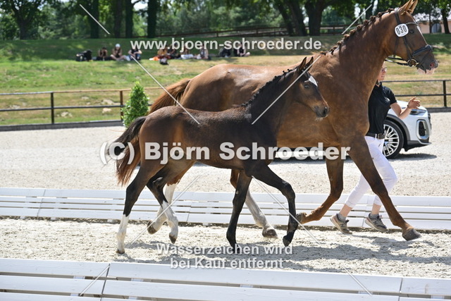 30_Escaneno - Quaterback_935_2129 | Björn Schroeder Pferdefotografie