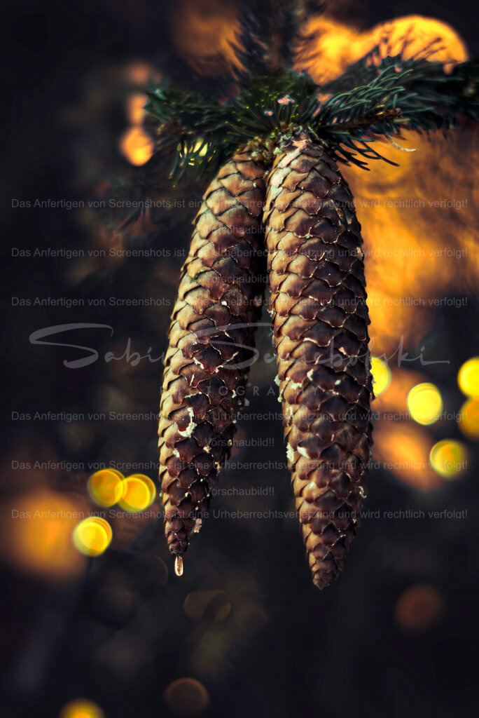 Wald Stillleben | People- und Tierfotografie, Imageaufnahmen, Veranstaltungsfotografie und Wandbilder aus der Natur ★ Made in Germany ✔️ Druck + Downloads ✔️ Naturfotografie in Top Qualität ★ schneller Versand, weltweite Lieferung! - Realisiert mit Pictrs.com