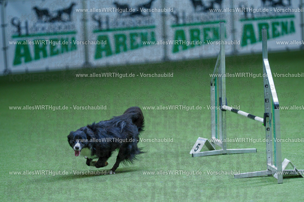 @allesWIRTHgut_Tierfotografie - www.allesWIRTHgut.de - 2604251248-7R502851 | Professionelle Tierfotografie in Mönchengladbach von Daniel Wirth (allesWIRTHgut). Liebevolle & natürliche Bilder von Hunden & Katzen für unvergessliche Erinnerungen.