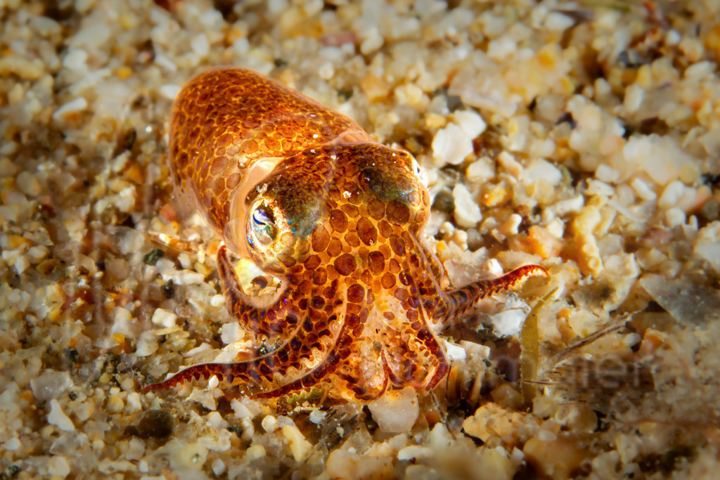 Sepiola rondeletii | DE: Mittelmer-Sepiole, ZwergsepiaEN: Dwarf or Rondelet’s bobtailES: Globito, sepiolaFR: Sépiole de Rondelet - Realisiert mit Pictrs.com