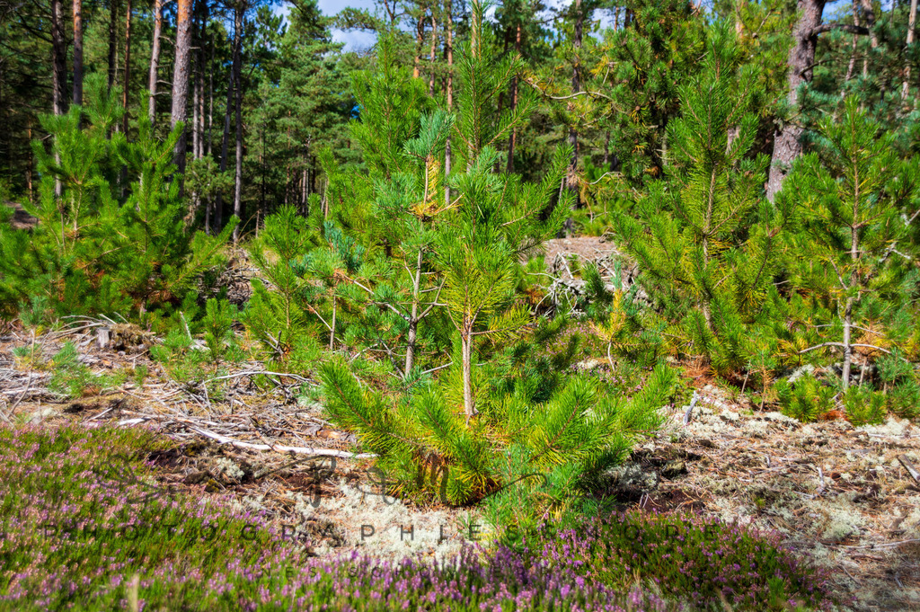 _Reservat2022-1561 | Photographies and more - Realisiert mit Pictrs.com