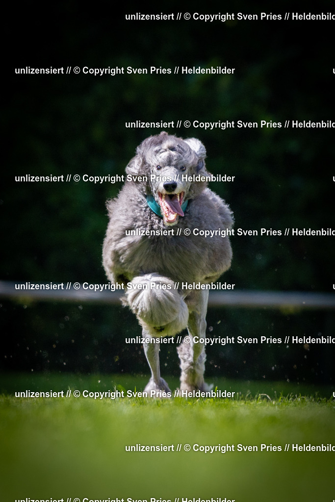 Sven Pries | 2025-08-10 - Hunderennen Durlach - Realisiert mit Pictrs.com