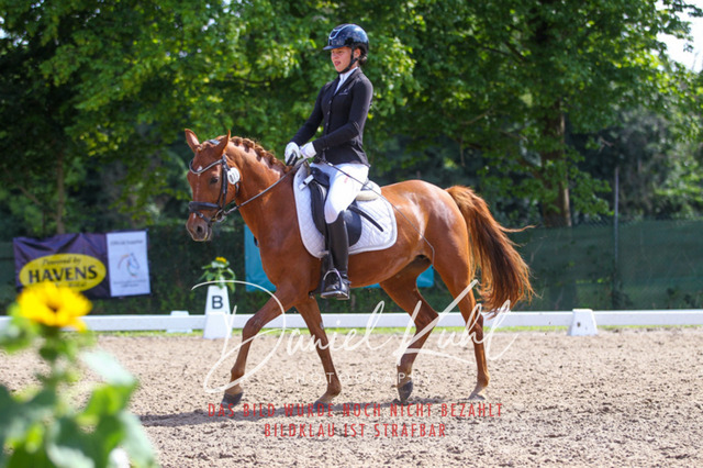 DKP42777 | Turniersportfotografie; Pferdefotografie; Dressurfotografie