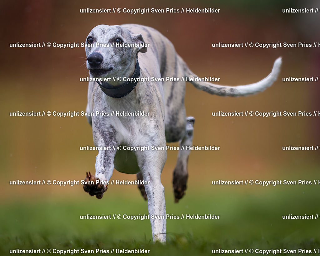 Sven Pries | 2024-04-21 - Hunderennen Baden-Oos
Foto: Sven Pries - Realisiert mit Pictrs.com