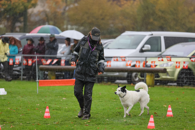 2025_Rally_Obedience_SM-166 | Ich fotografiere Hundeausstellungen, Sportanlässe, Zuchtstätten, Hundezucht, Hundeportrait, Lagotto - Realisiert mit Pictrs.com