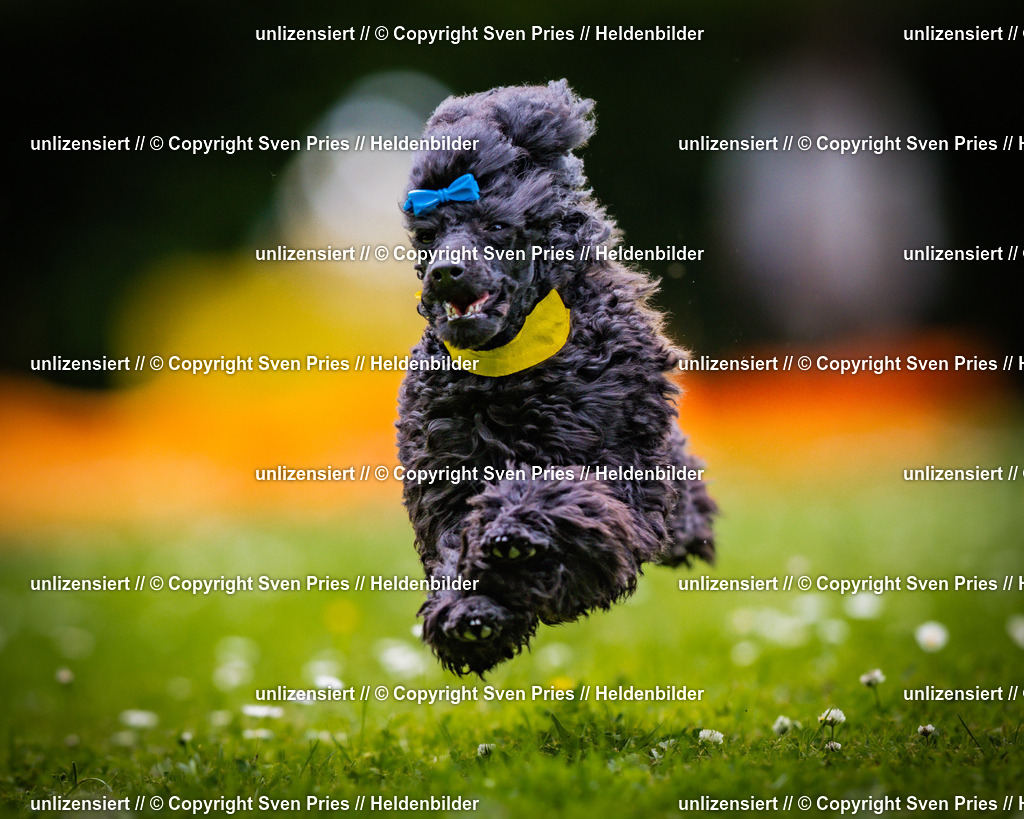 Sven Pries | 2025-05-29 - Pudelrennen KA-Durlach - Realisiert mit Pictrs.com