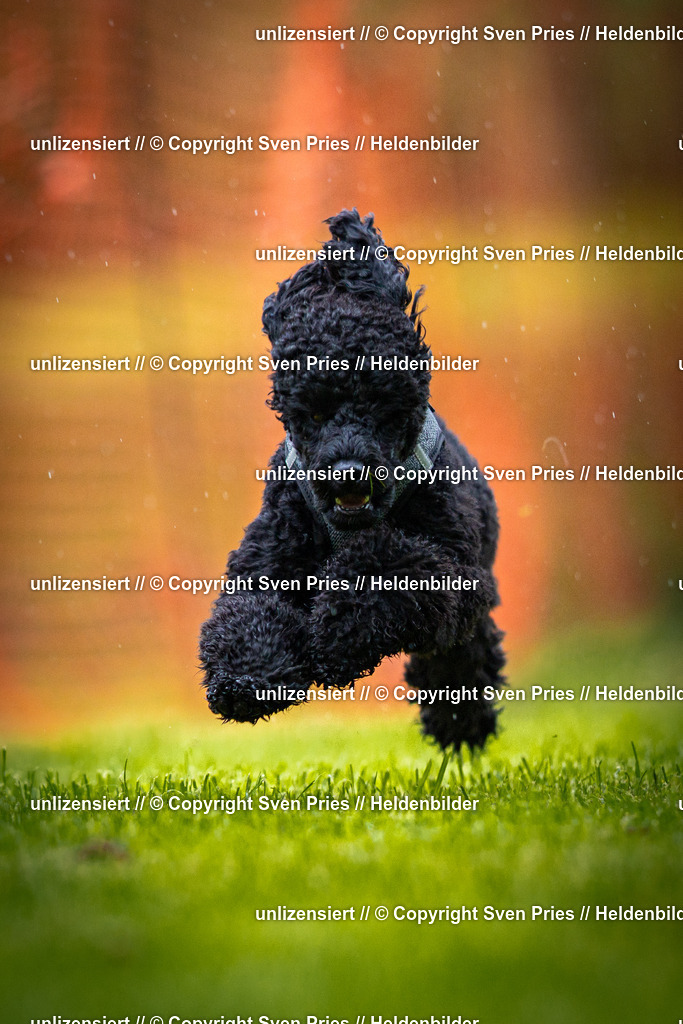 Sven Pries | 2025-09-21 - Hunderennen Baden-Oos - Realisiert mit Pictrs.com