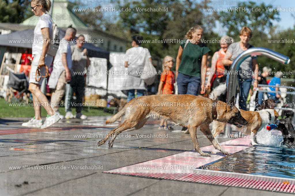 Hundeschwimmen_Volksbad_2026-allesWIRTHgut_Tierfotografie-2609061129-103909-7R509657 | Professionelle Tierfotografie in Mönchengladbach von Daniel Wirth (allesWIRTHgut). Liebevolle & natürliche Bilder von Hunden & Katzen für unvergessliche Erinnerungen.