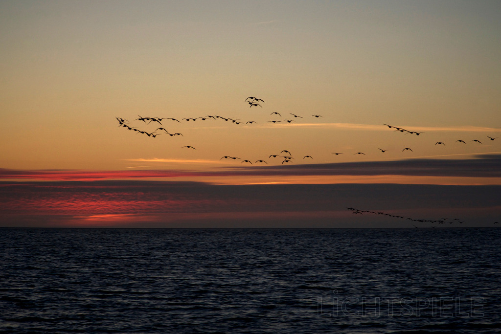 Fliegen | Vögel im Abendlicht über der Nordsee - Realisiert mit Pictrs.com