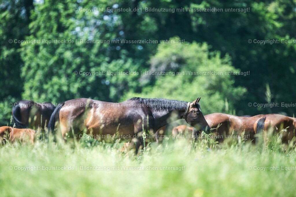 20210617_Fohlen_0416 | Foto: Thomas Hartig