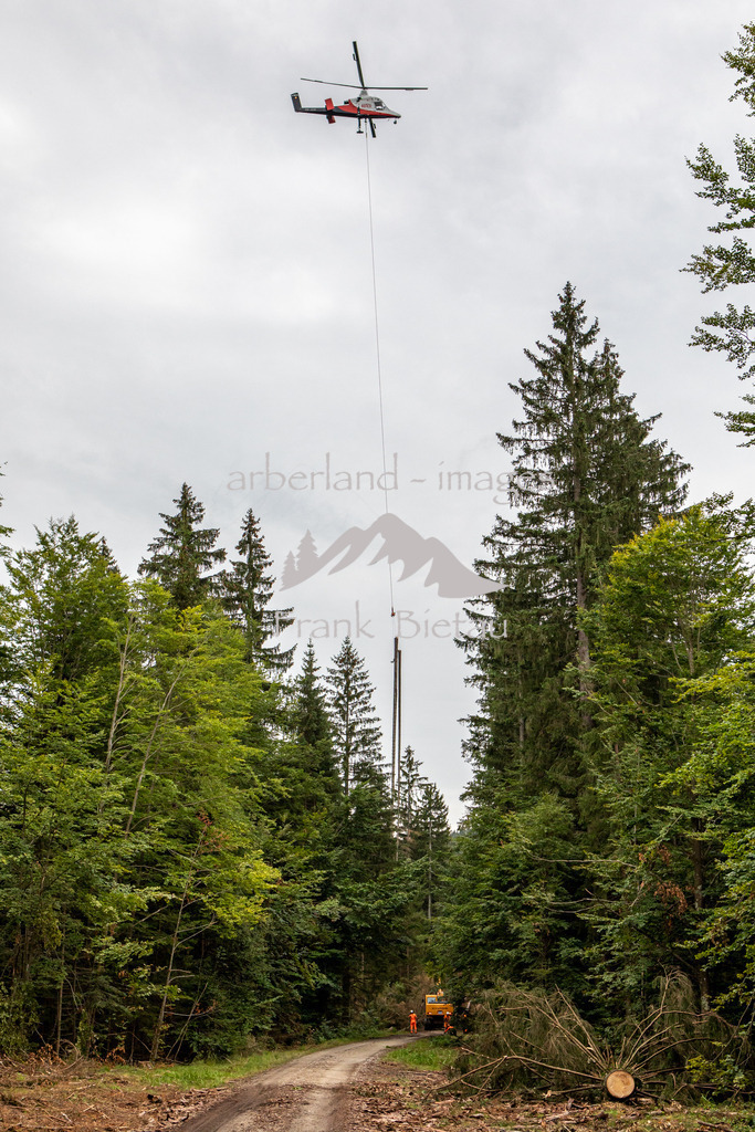 OE7A1356 | Ausfliegen von Käferholz im Bereich der Weissen Brücke, Gemeinde Lindberg, Nationalpark Bayerischer Wald