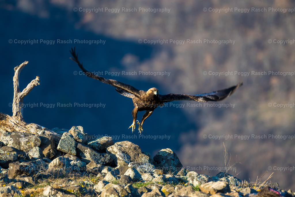 Steinadler (12) | PeggyRaschPhotography - Realisiert mit Pictrs.com