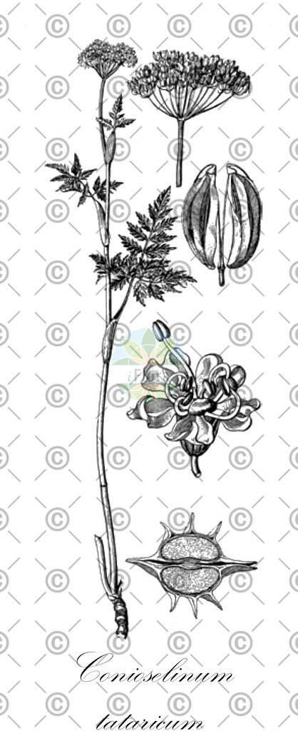 HistAbb_wfo-0000617941_2_ENZY_Simple | Historische Abbildung von Conioselinum tataricum - Apiaceae | Historical Illustration of Conioselinum tataricum - Apiaceae