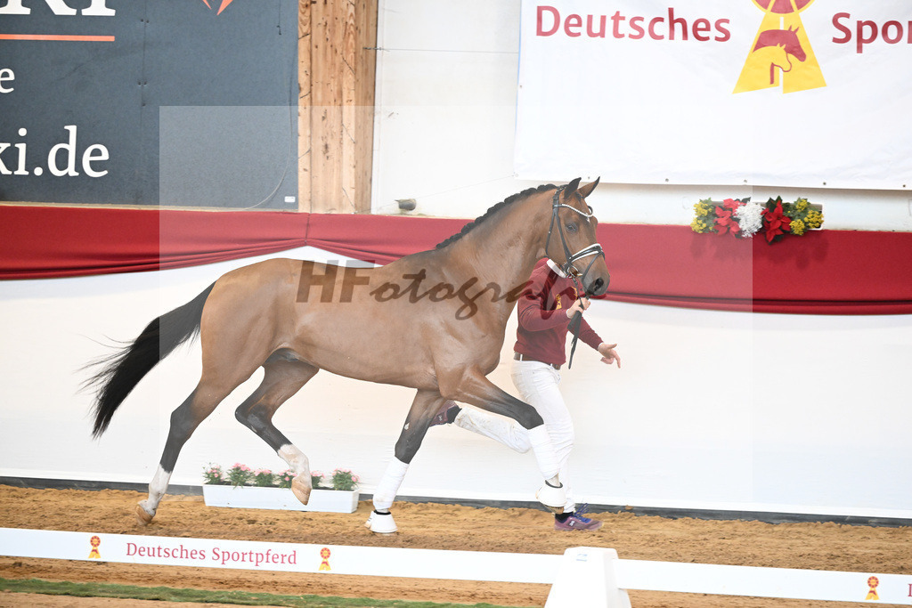 Kat-Nr. 58 Vitalis x Quaterback_Molcan_43230867 | hf-fotografie - Realisiert mit Pictrs.com