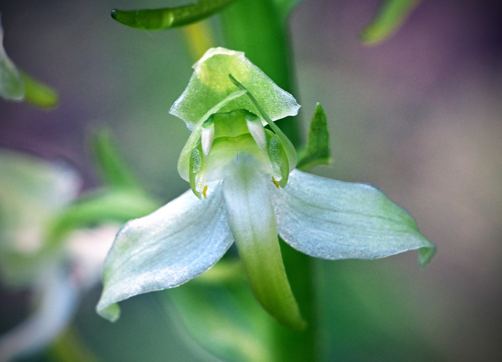 GrünlicheWaldhyazinthe07-5 | lucisnaturbilder - Realisiert mit Pictrs.com