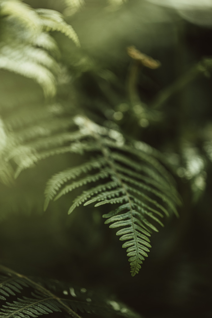 Teneriffa_by Leevke Draack_53 | Du suchst natürliche und atmosphärische Prints oder Leinwanddrucke? In diesem Shop gibt es alles, nur kein Mainstream. - Realisiert mit Pictrs.com