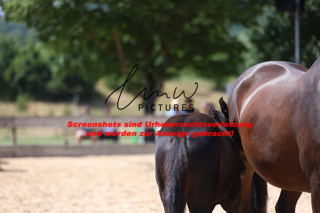 Fohlenschau_Schwäbisch_Hall_springbetonte_Fohlen_KN 34_5 | lmwpictures - Realisiert mit Pictrs.com