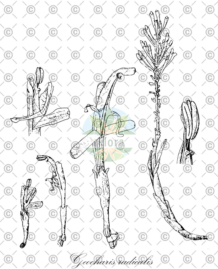 HistAbb_wfo-0000182249_1_ENZY_Simple | Historische Abbildung von Geocharis radicalis - Zingiberaceae | Historical Illustration of Geocharis radicalis - Zingiberaceae