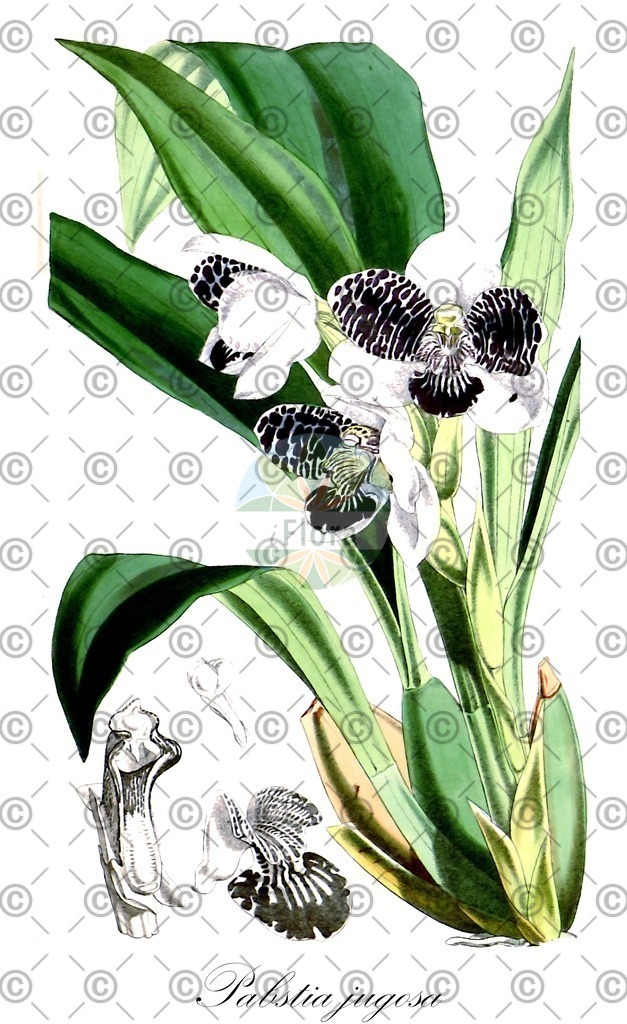 HistAbb_wfo-0000397427_1_ENZY_Simple | Historische Abbildung von Pabstia jugosa - Orchidaceae | Historical Illustration of Pabstia jugosa - Orchidaceae