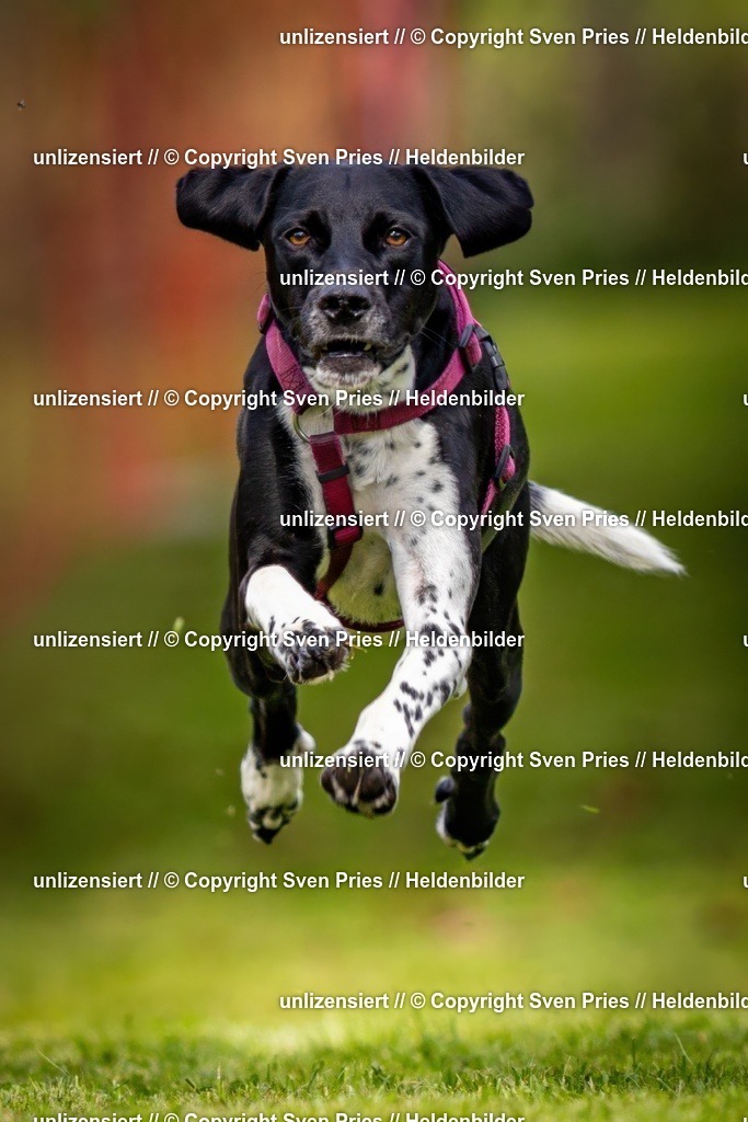 Sven Pries | 2024-09-22 - Hunderennen Baden-BadenPudelverein - Realisiert mit Pictrs.com