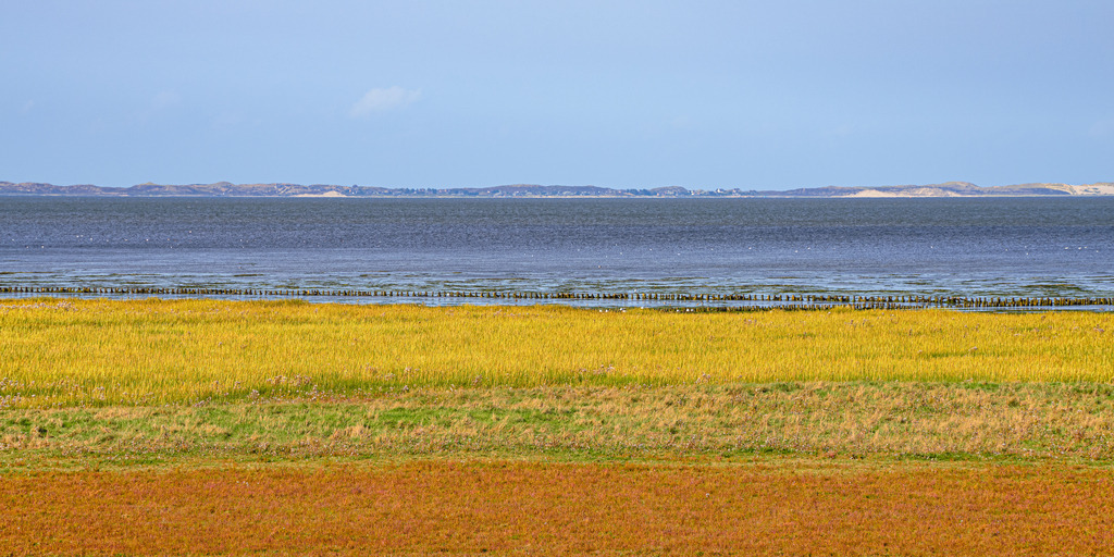 Heideblüte auf Sylt | Im Herbst blüht die Heide in goldgelb und rotorange auf Sylt. Der Blick geht hinaus über das Meer bis zur Nordspitze der Insel. - Realisiert mit Pictrs.com