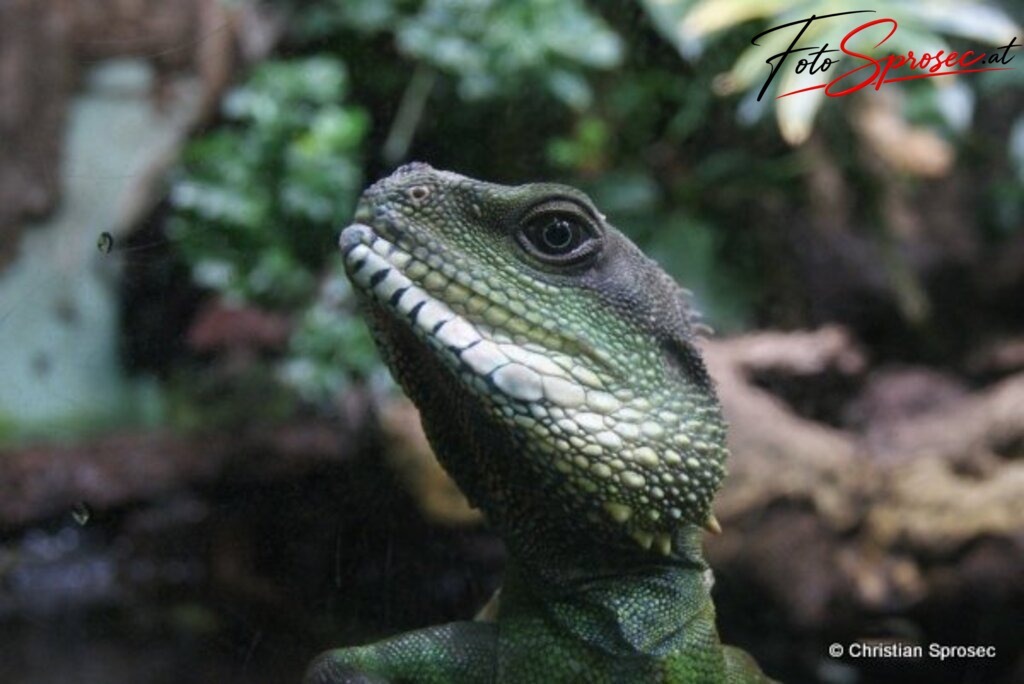 tierfotos_52025386020_o | Mit meiner Kamera halte ich besondere Augenblicke, faszinierende Landschaften und interessante Details fest. Dabei entstehen ganz unterschiedliche Aufnahmen – von stimmungsvollen Landschaftsfotografien und beeindruckenden Drohnenaufnahmen über Pressefotos - Realisiert mit Pictrs.com