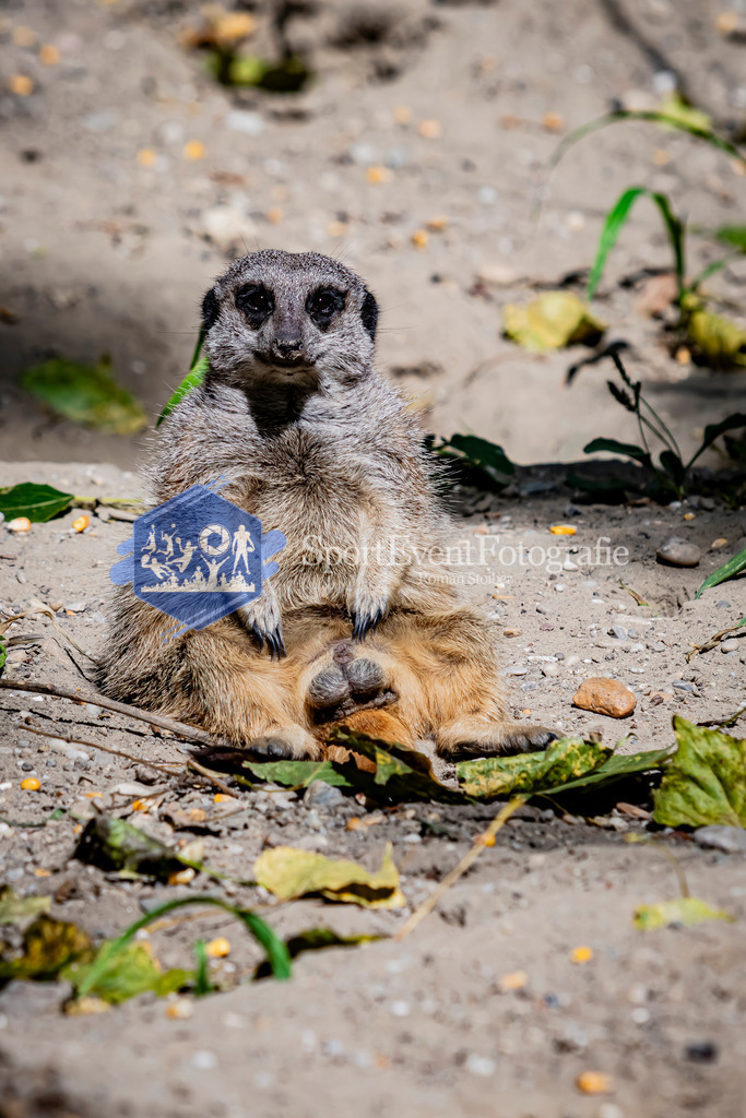 IMG_3647 | SportEventFotografie - Roman Stoiber