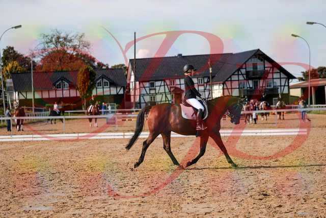 2026_10_03_Siefer-Hof_130843_Z63_70529308 | Professionelle Reitsport-, Turnier- und Eventfotografie von Robert Broda. Galerien mit ausgewählten und bearbeiteten Bildern direkt online ansehen und bestellen.