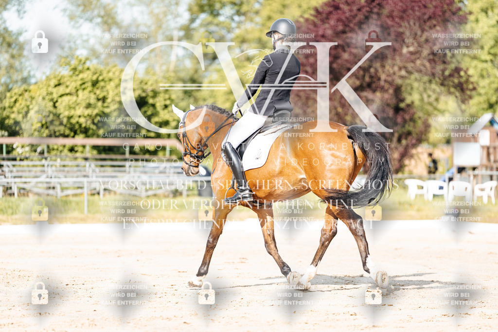 CK900087 | Turnierfotografie Pferdefotografie Trier Rheinland-Pfalz Pferdesport Reitsport Tierfotografie Sportfotografie Pferdevideo Pferdevideografie Equestrianvideography equestrianphotography  - Realisiert mit Pictrs.com