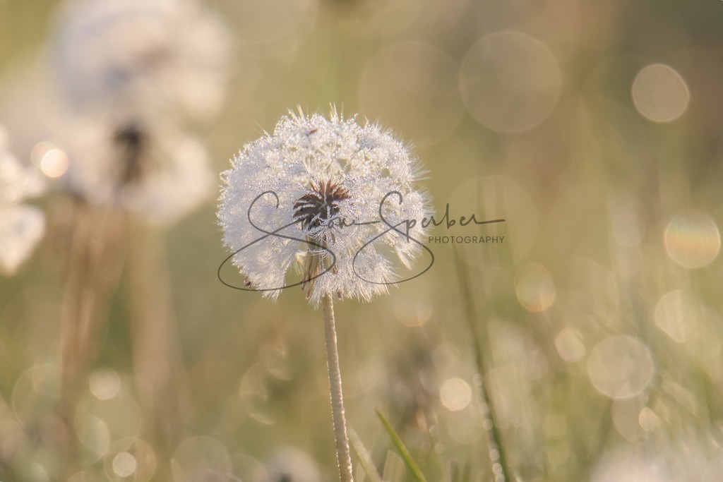 Pusteblume | Simone Sperber, svb-photography,Fotografin,Bilddesignerin,Naturfotografie,Macrofotografie,Tierfotografie,Wildtierfotografie,Ausstellungen,Auftragsfotografie,Kunst,Art,Photographer,Shootings,Bildberatbeitung,Galerie,Shop