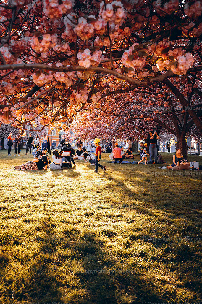 Johannesplatz | Der Johannesplatz am Grassi Museum in Leipzig – besonders zur Kirschblütenzeit – ist ein echtes Frühlings-Highlight: historisch, ästhetisch, ruhig, aber zentral. Perfekt für Content rund um Natur in der Stadt, Architektur, Museen &amp; saisonale Highlights wie die Kirschblüte. Der Johannesplatz am Grassi Museum in Leipzig ist ein ruhiger, zentraler Platz mit beeindruckender Architektur und einer zauberhaften Kirschblüte im Frühling. - Realisiert mit Pictrs.com