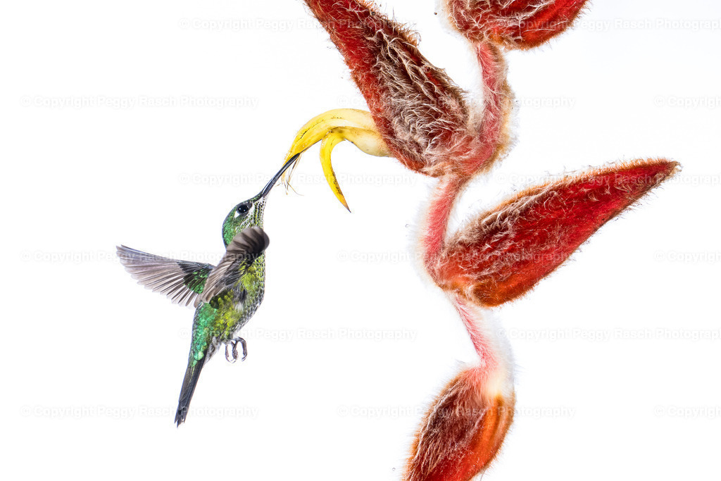 Kolobris (7) | PeggyRaschPhotography - Realisiert mit Pictrs.com