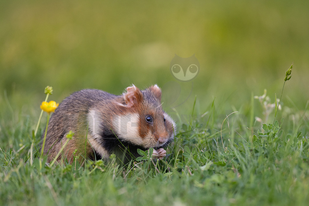 R5NF5620_20240511 | Der Feldhamster (Cricetus cricetus) ist die einzige Art der Gattung Hamster in Europa und etwa so groß wie ein Meerschweinchen. Er legt einen weit verzweigten Bau unter dem Acker an. Der hübsche Nager ernährt sich von Getreide und anderen Feldfrüchten und hält von circa Oktober bis April einen festen Winterschlaf. - Realisiert mit Pictrs.com