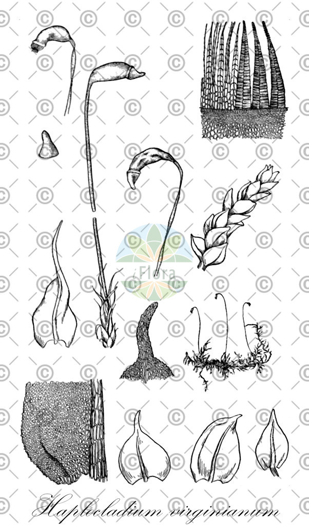 HistAbb_wfo-4000016870_1_ENZY_Simple | Historische Abbildung von Haplocladium virginianum - Leskeaceae | Historical Illustration of Haplocladium virginianum - Leskeaceae