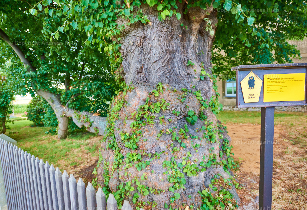 Das Naturdenkmal _Ziegers Linde__ eine rd. 350 Jahre alte Winterlinde in Geleithäuser 01 | Bedeutsame Landschaften Deutschlands - Realisiert mit Pictrs.com